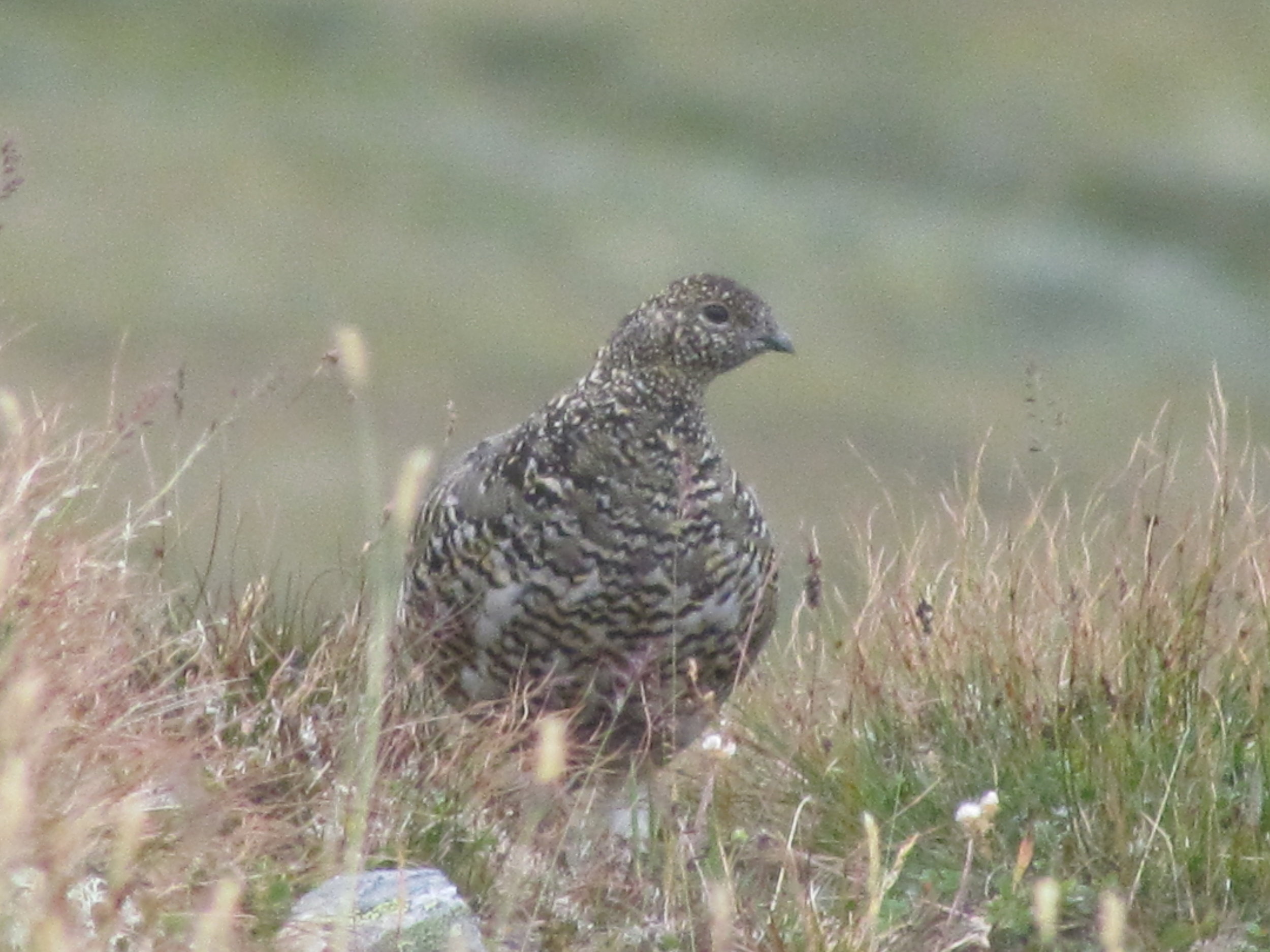Søknadsskjema, småviltjakt for utenbygdsboende 2018. Søknadsfrist 22.mai.