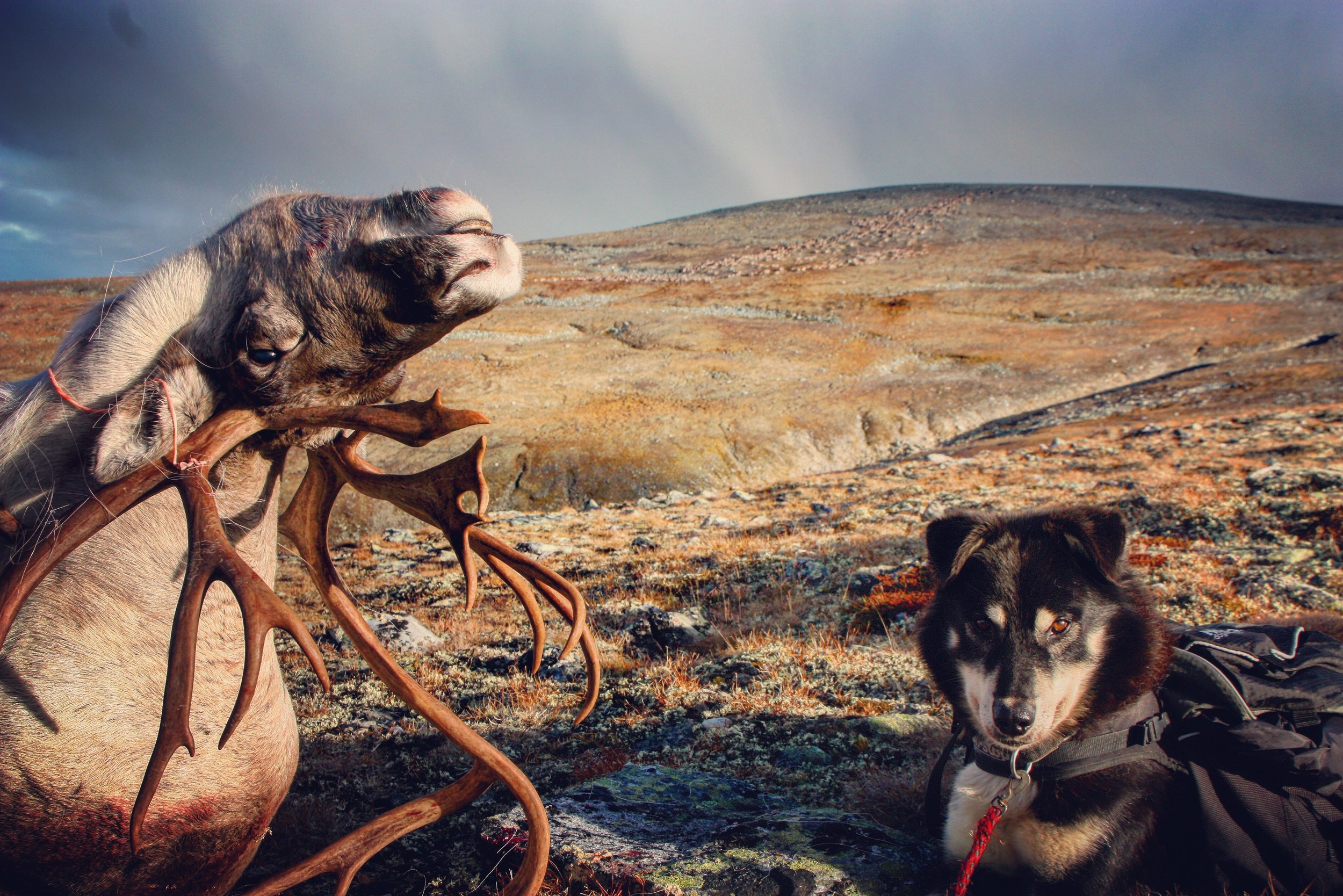 Henting av reinsdyr-kort