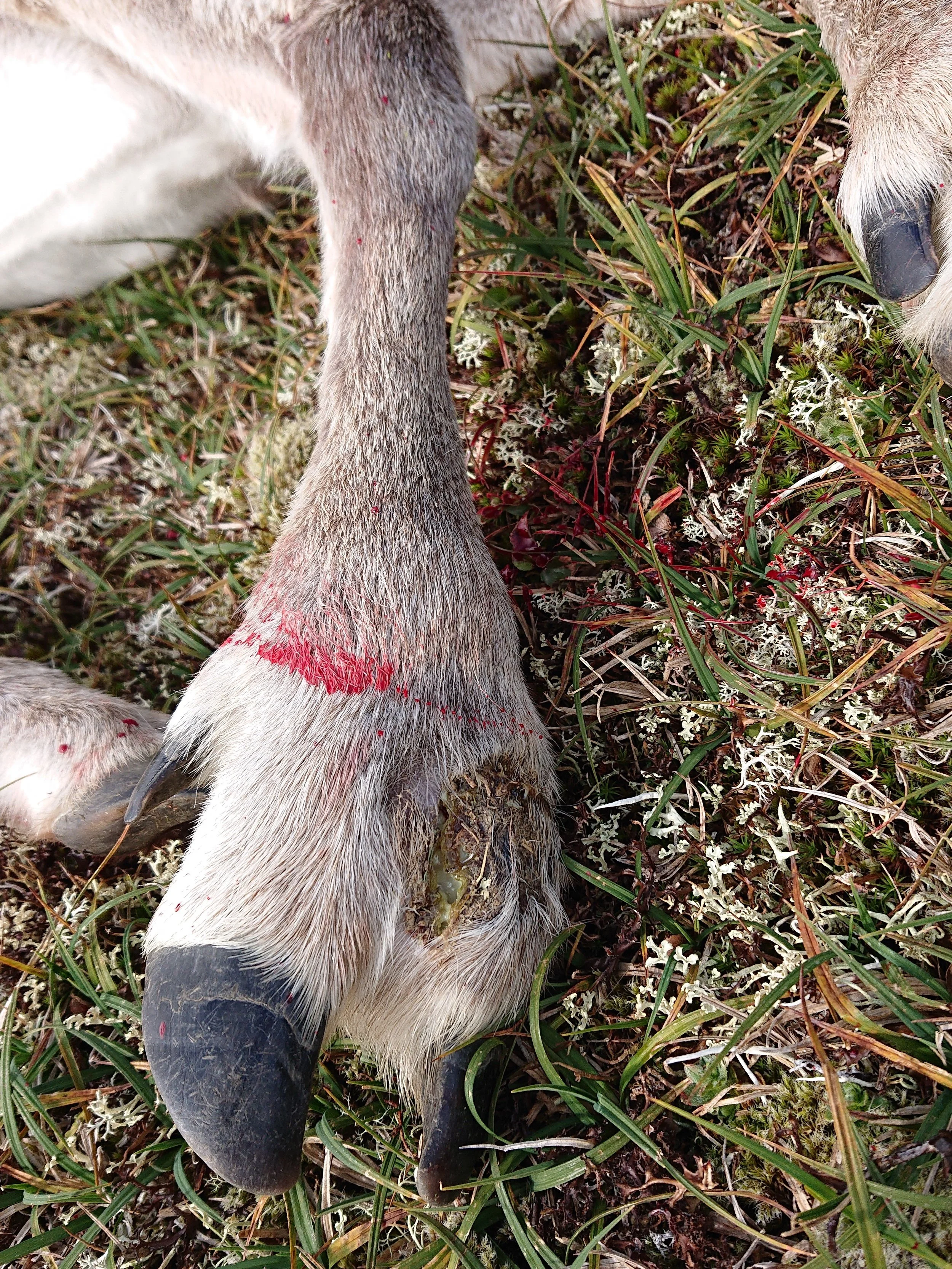 Fotråte på villrein i høst.