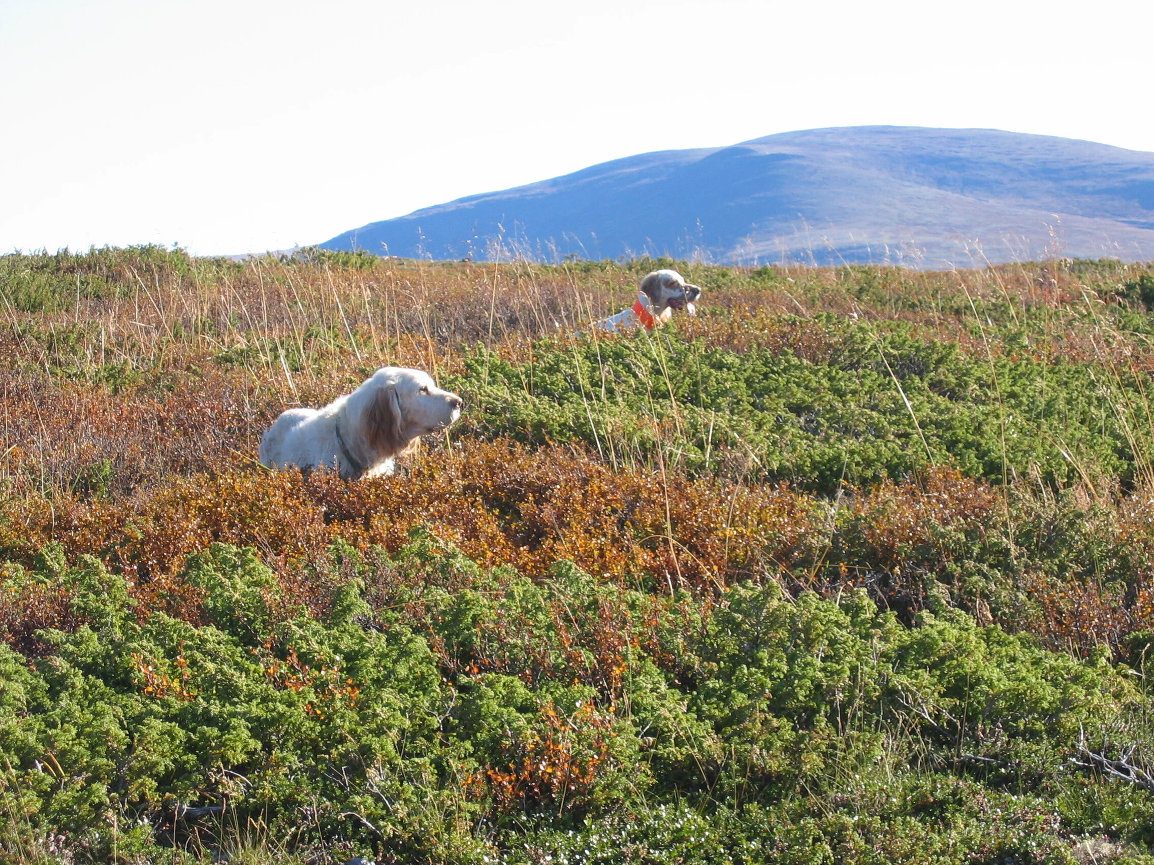 Søknad for utenbygdsboende til småviltjakt i Folldal statsallmening 2020
