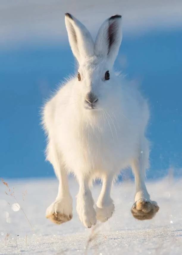 Ekstrabonus Fjellstyrene 100år