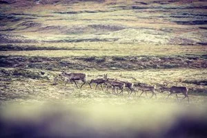 Info om reinsjakta 2022