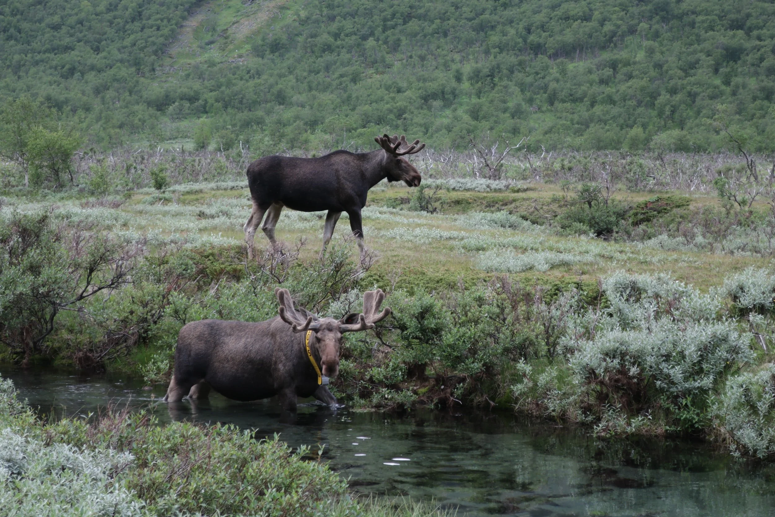 Storvilt og småviltjakt ligger nå ute på i-natur