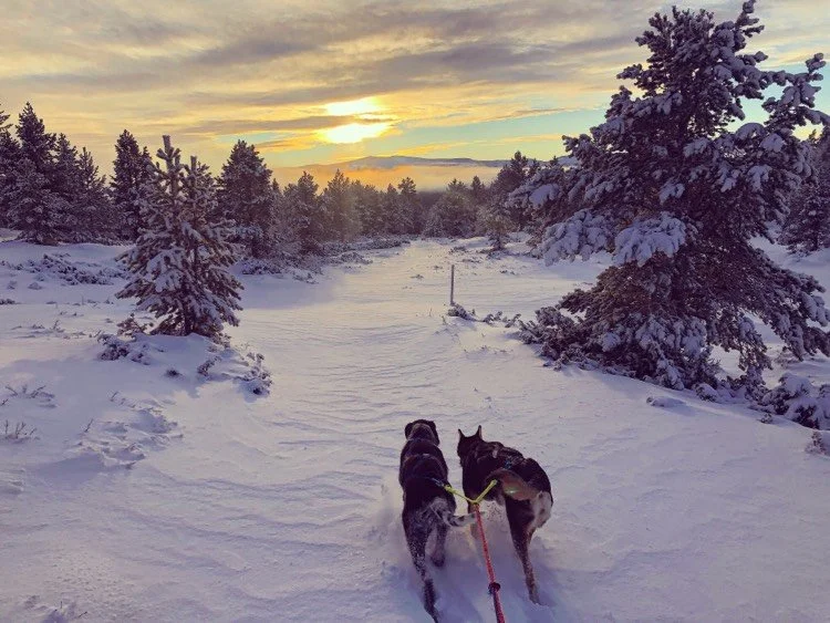 Båndtvang for hund i Dovre nasjonalpark fra 1.mars til 20.aug