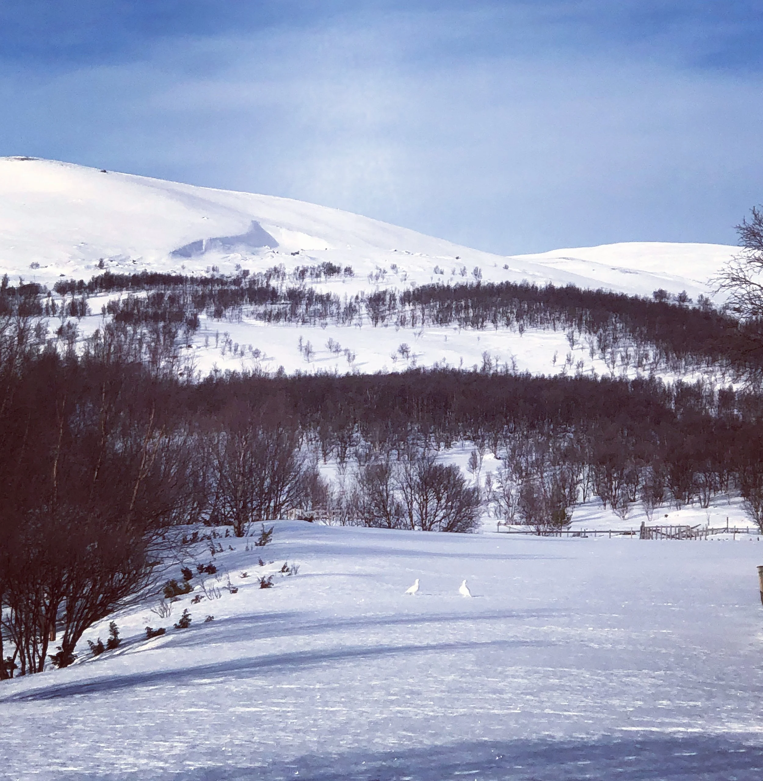 God jul og godt nytt år!