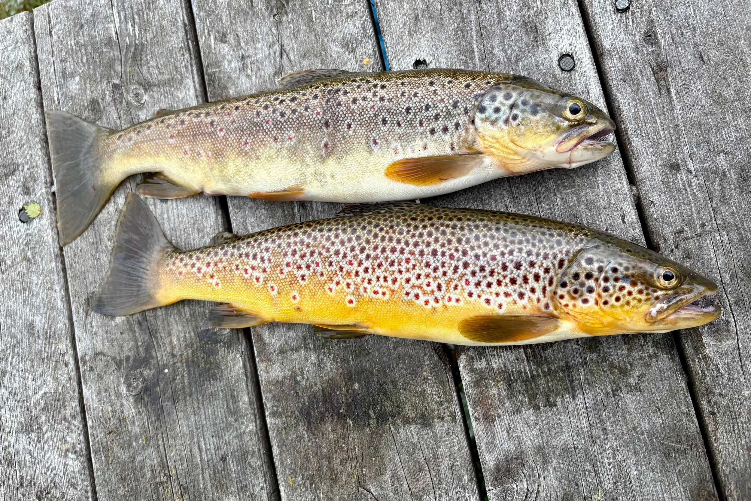 Jakt og fiske ute for salg på inatur