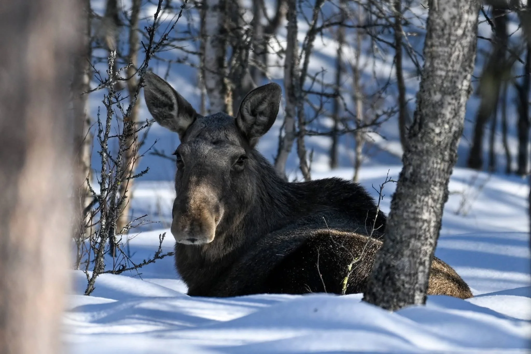 Elgjakt Dørålen 2026