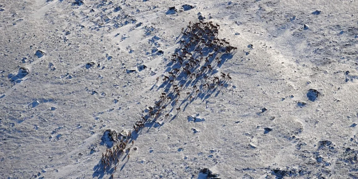 Trekking av jakt 12.mai