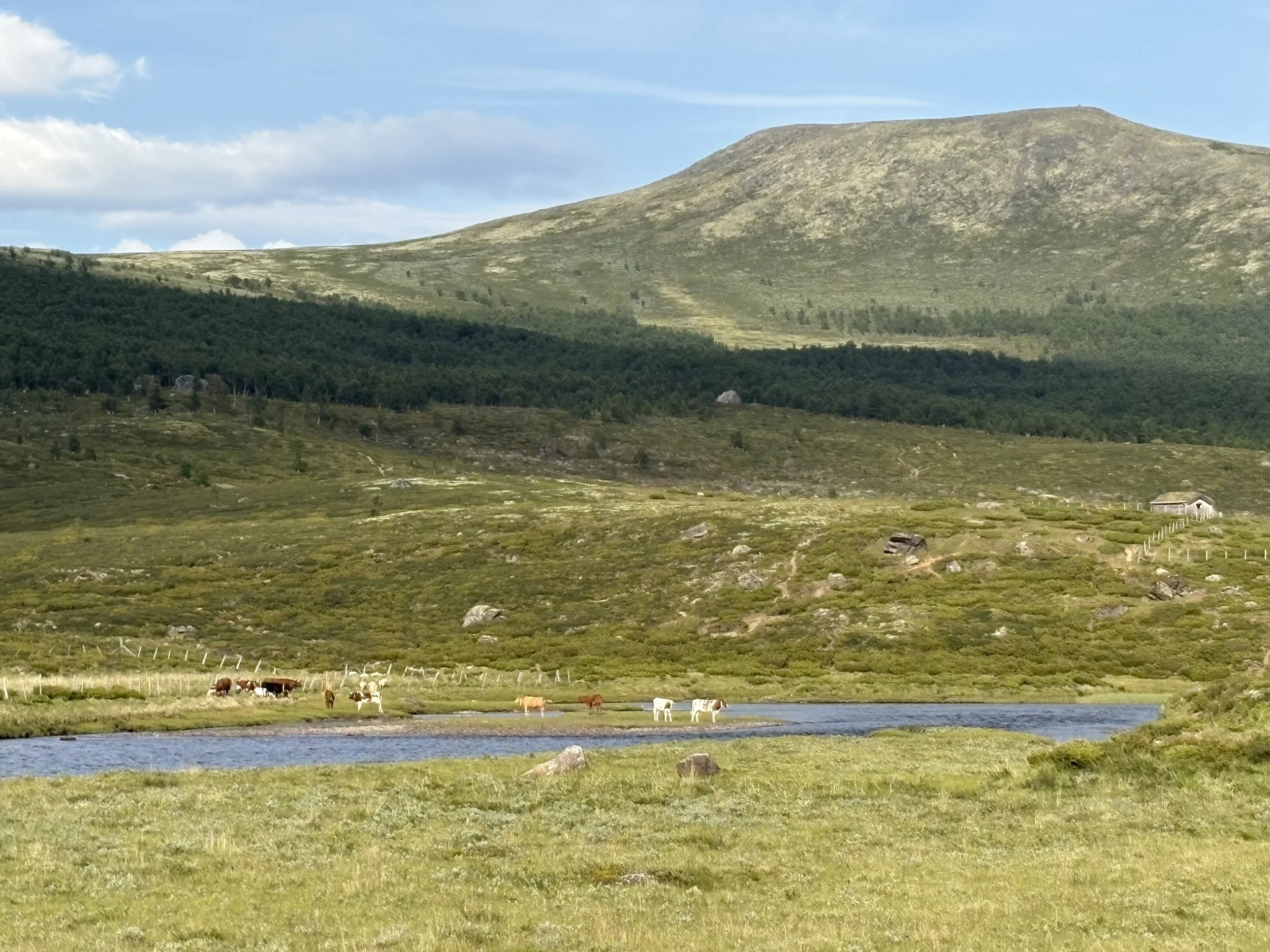 Gjeldende beitevedtekter