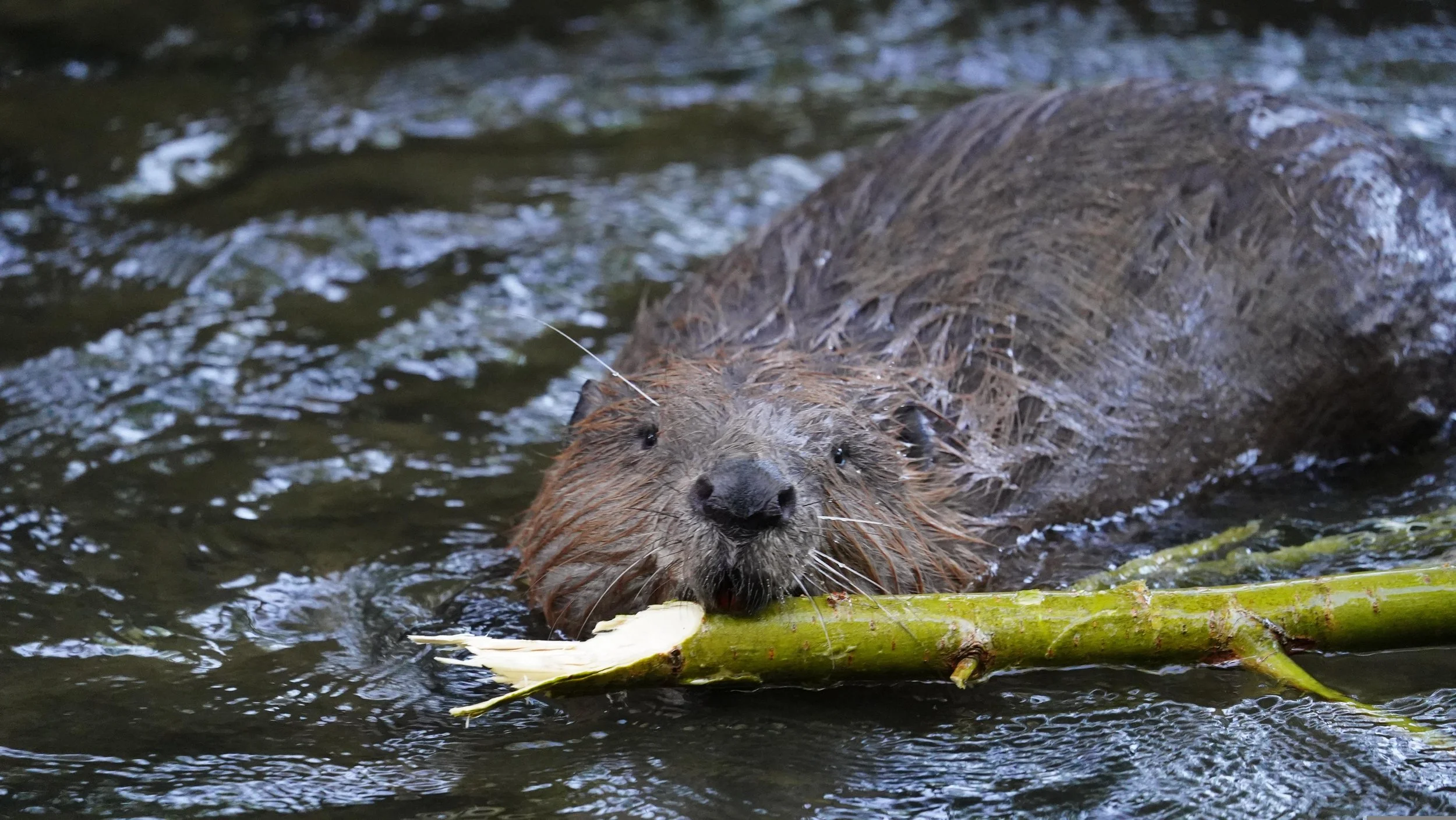 Bever