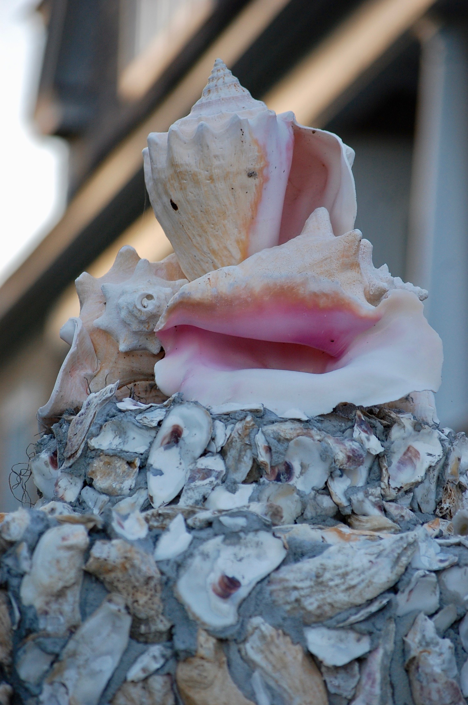 Shells.jpg