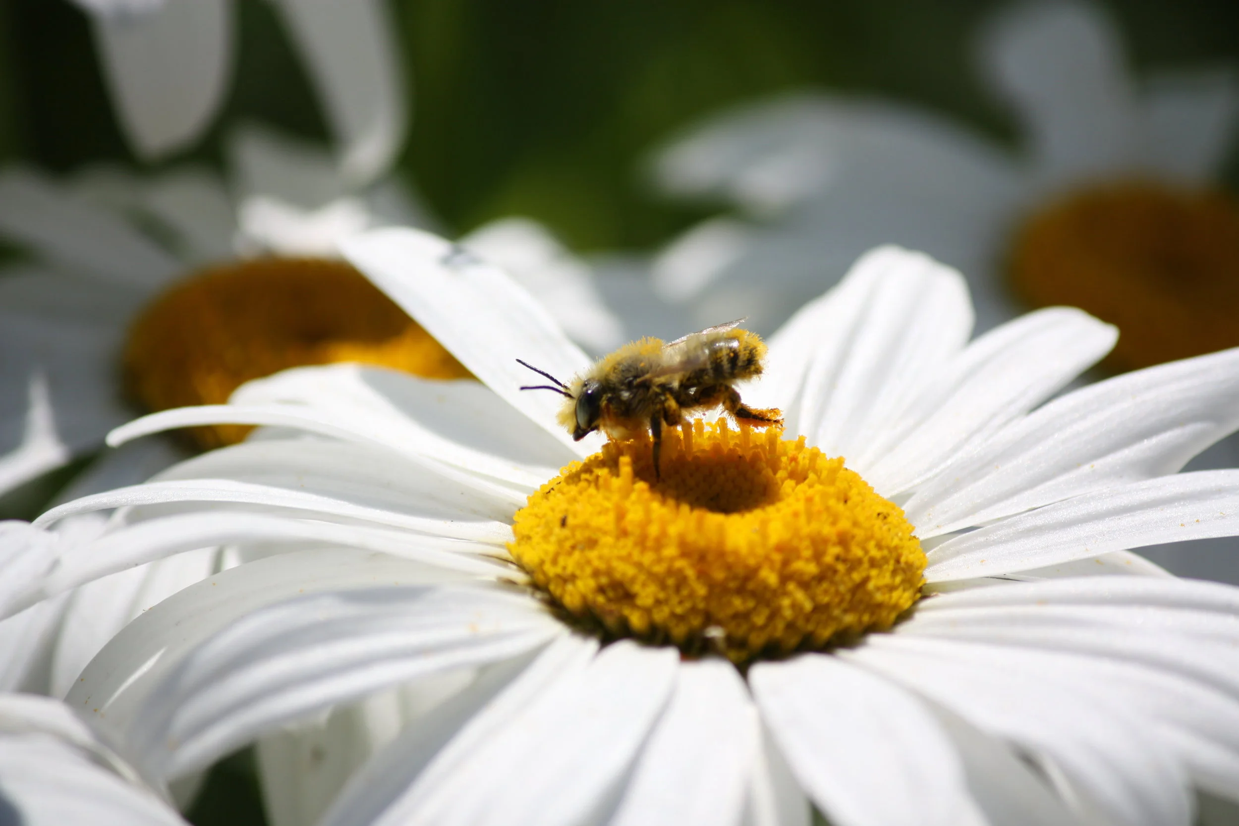 Bee on flower.jpg