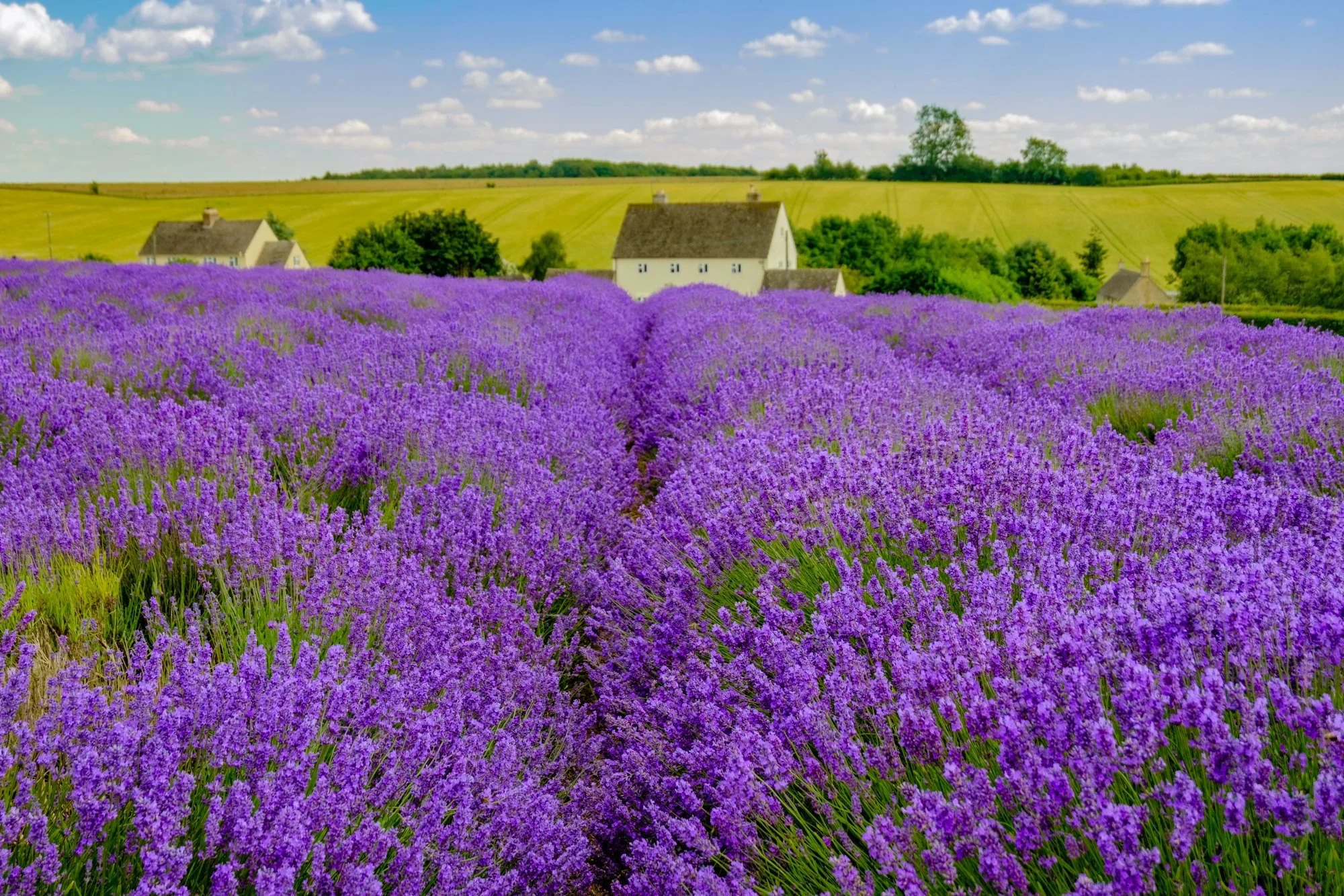 Tom-Gracie-02696-02 .jpg