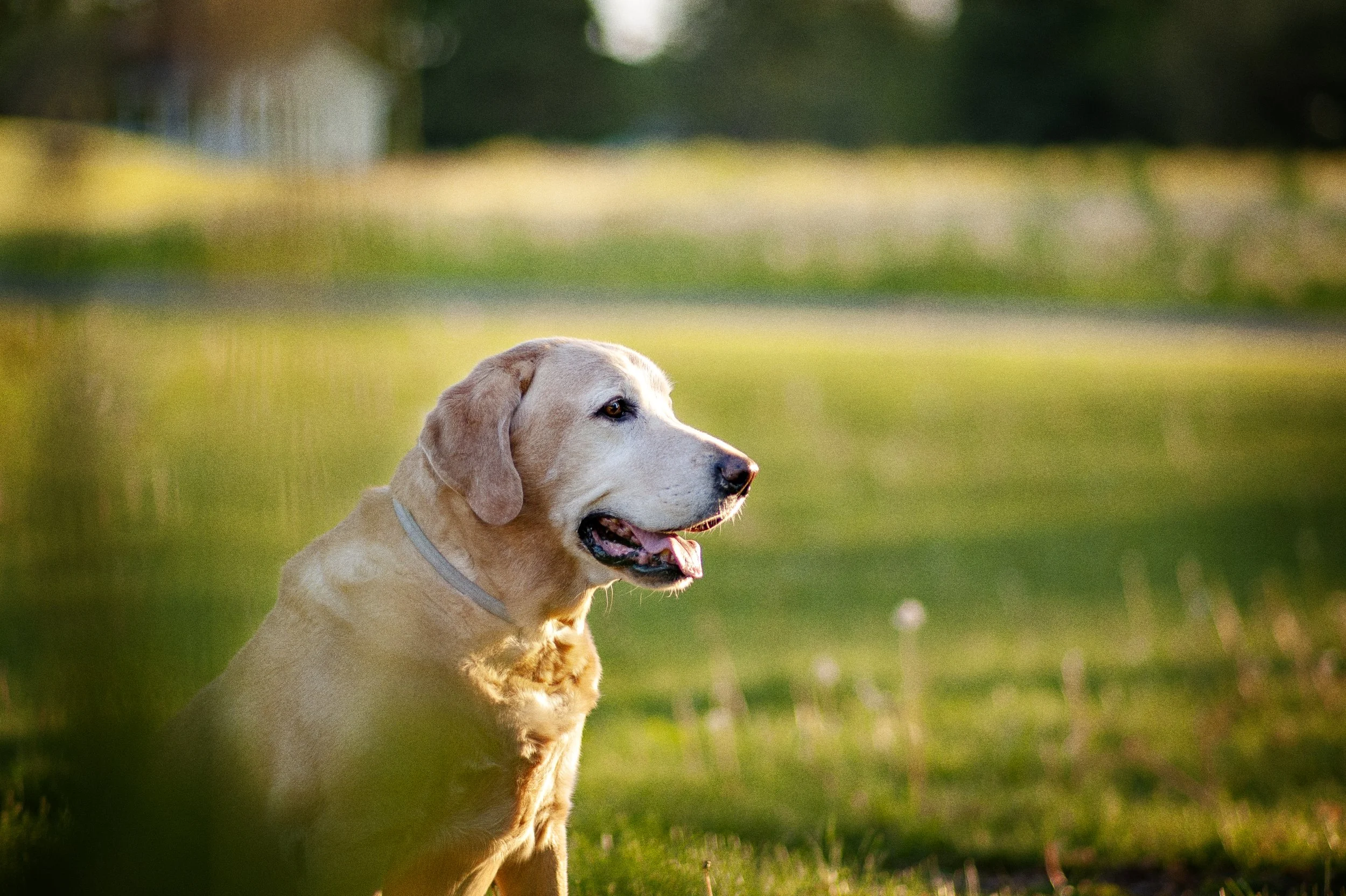 kaelyn ryan photo lehigh valley pet portrait_006.jpg