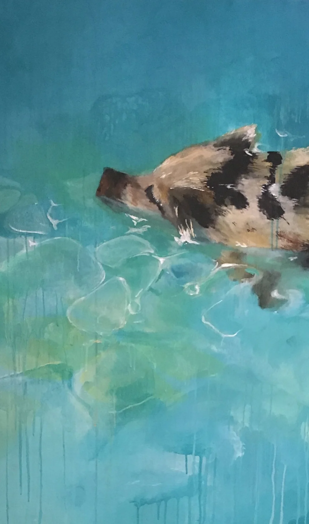 Swimming Pigs, Exuma