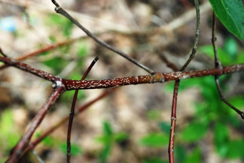Redosier dogwood red branches, Photo by Juliet Kaye