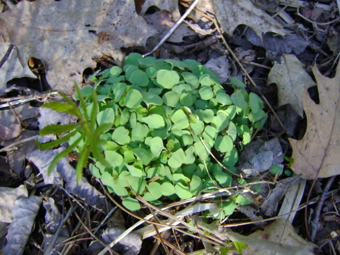 Cotyledons of Jewelweed, Photo by Madeleine DeManche