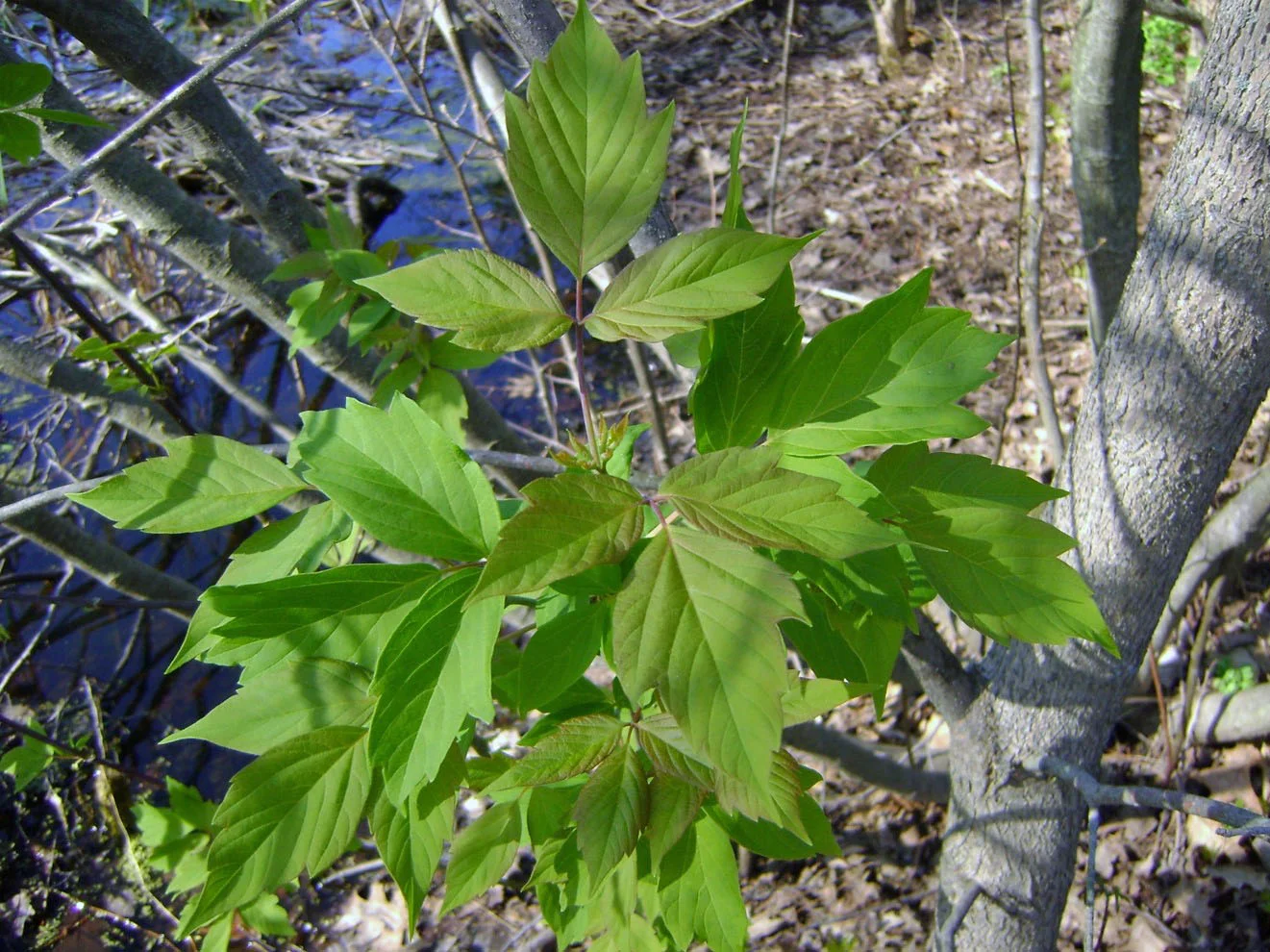 Box Elder compound leaves, Photo by Madeleine DeManche