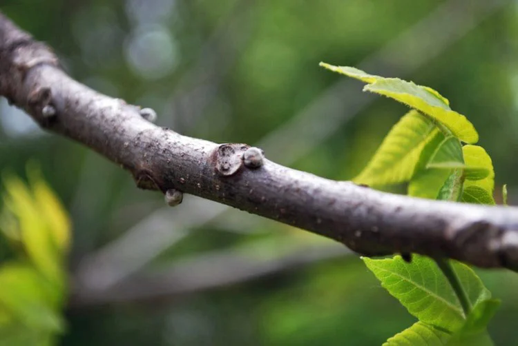 Butternut “U-shaped” leaf scar, Photo by Juliet Kaye
