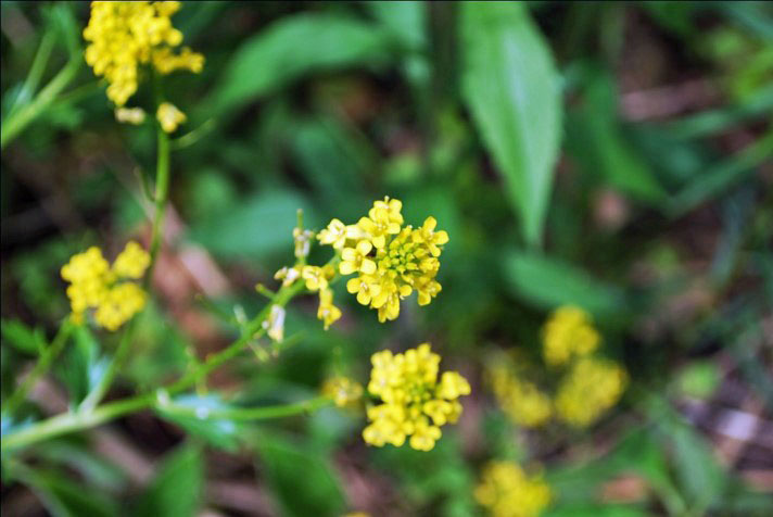 Black Mustard clustered yellow flowers, Photo by Juliet Kaye