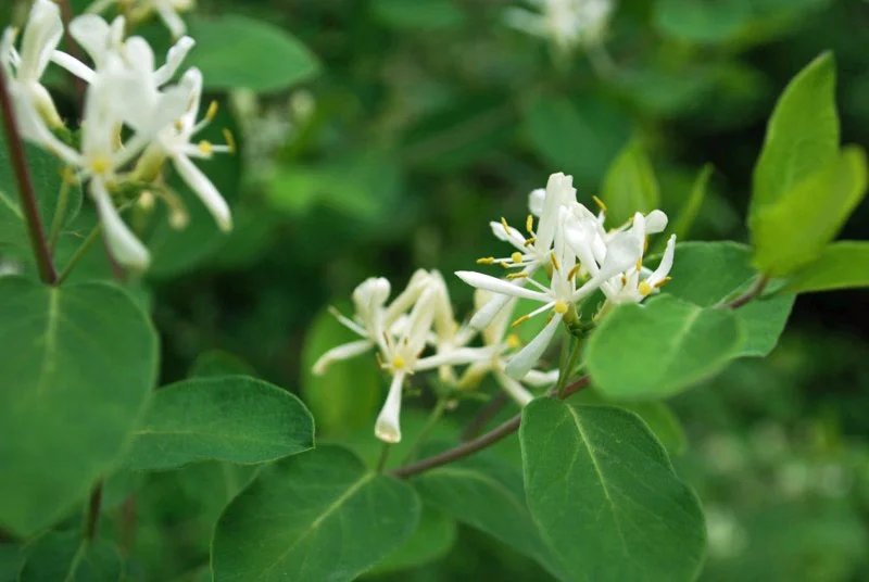 Bush Honeysuckle, Photos by Juliet Kaye