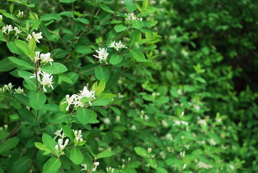 Bush Honeysuckle, Photos by Juliet Kaye