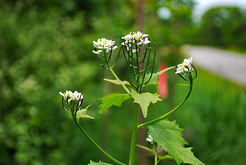 Garlic Mustard flowers, Photo by Juliet Kaye