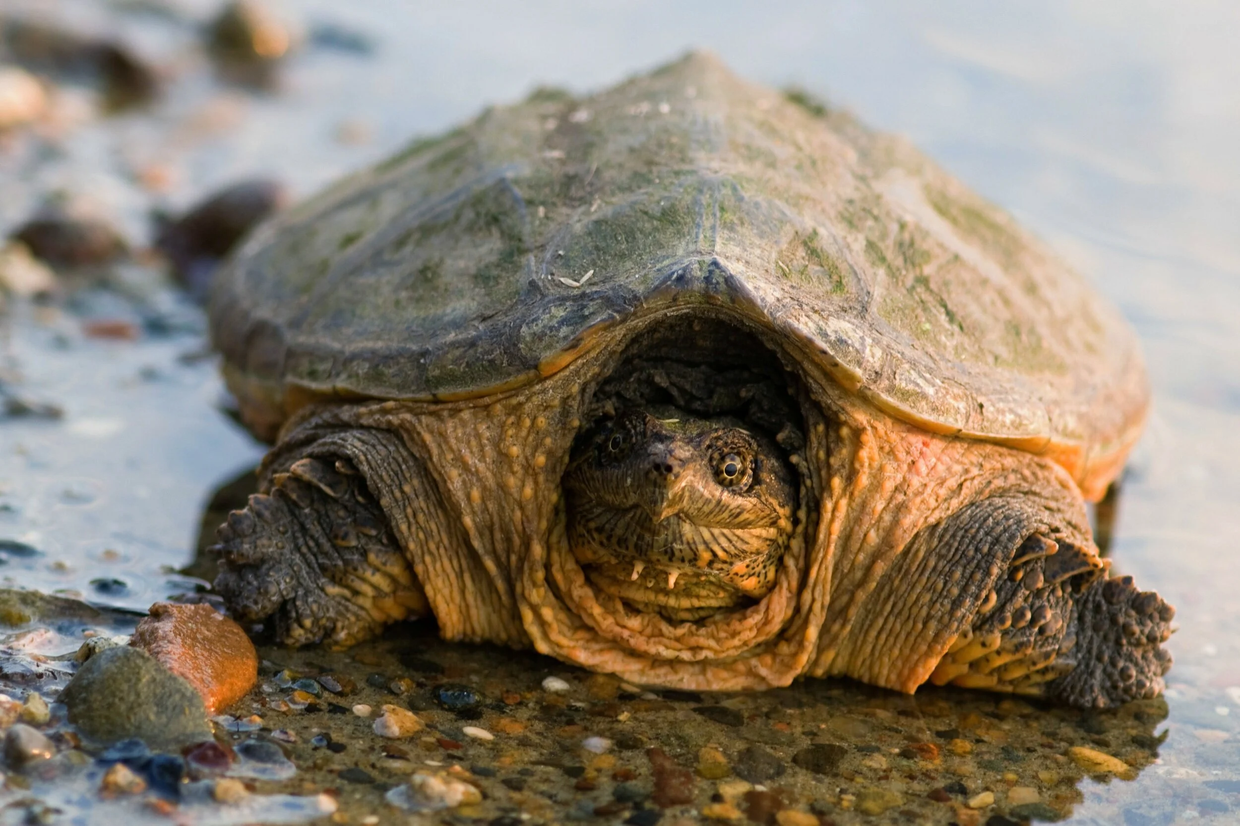 Snapping Turtle Hudson Crossing Park