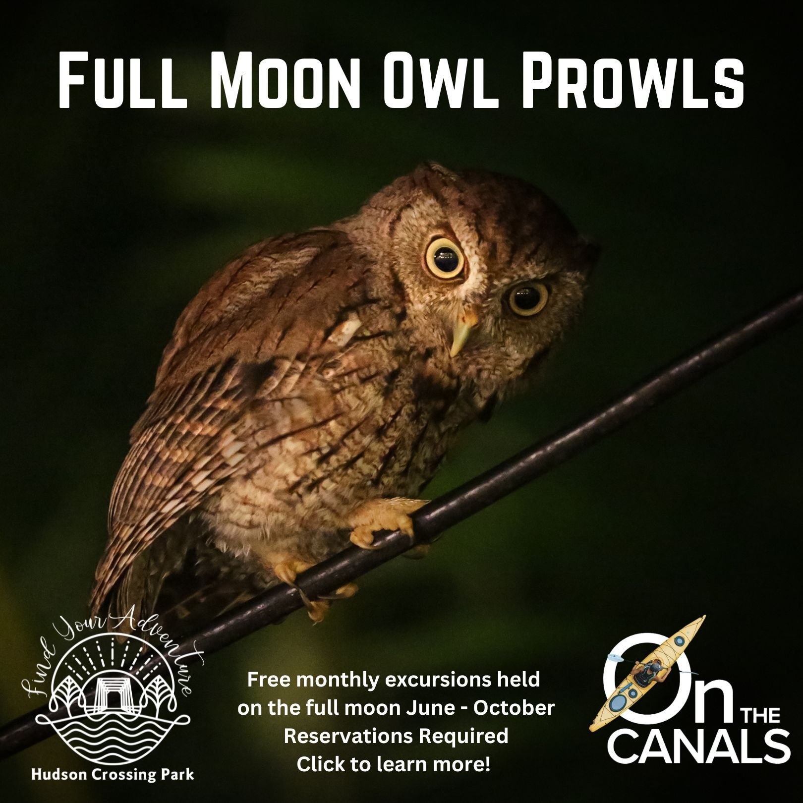 Full Moon Owl Prowls.jpg
