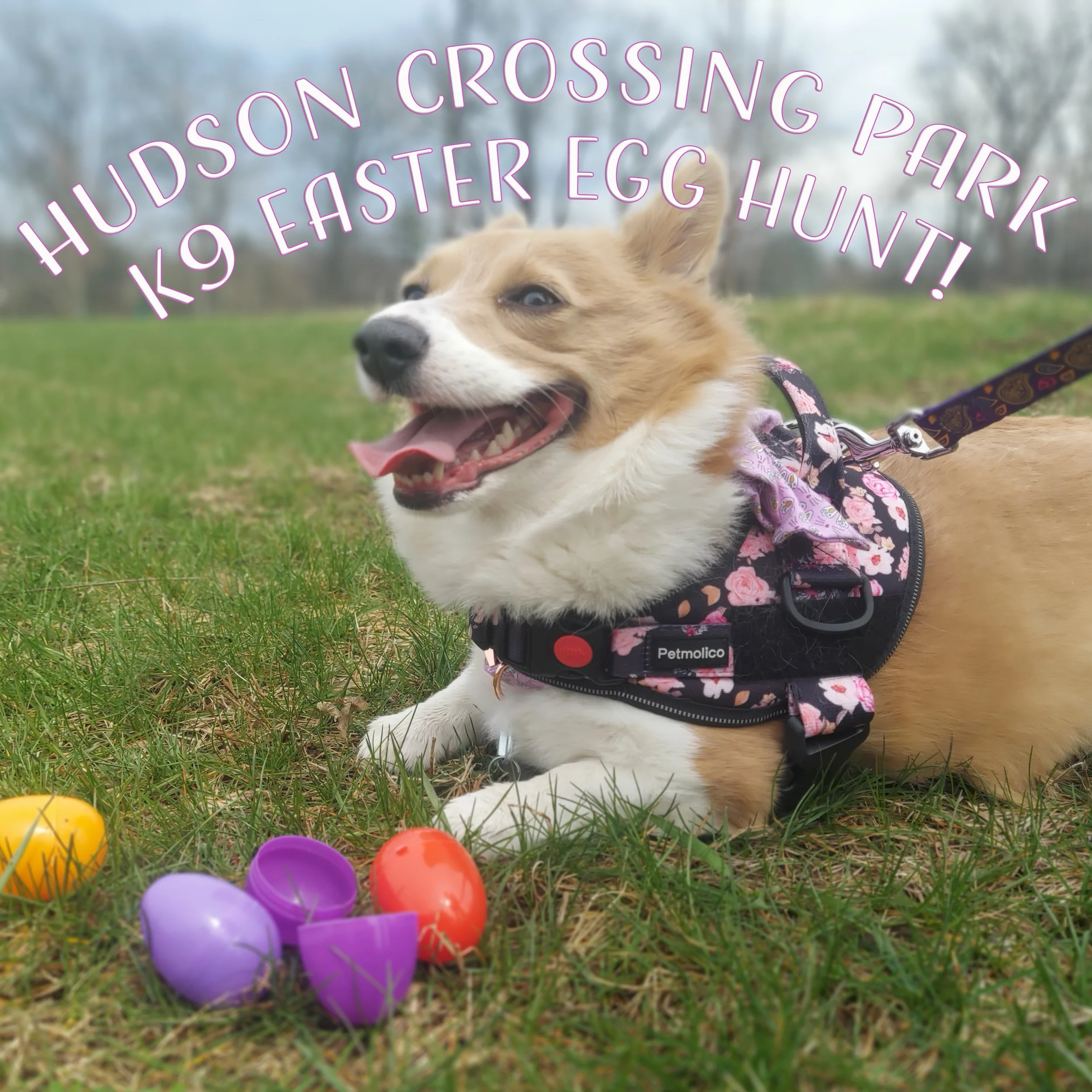 K9 Easter Egg Hunt