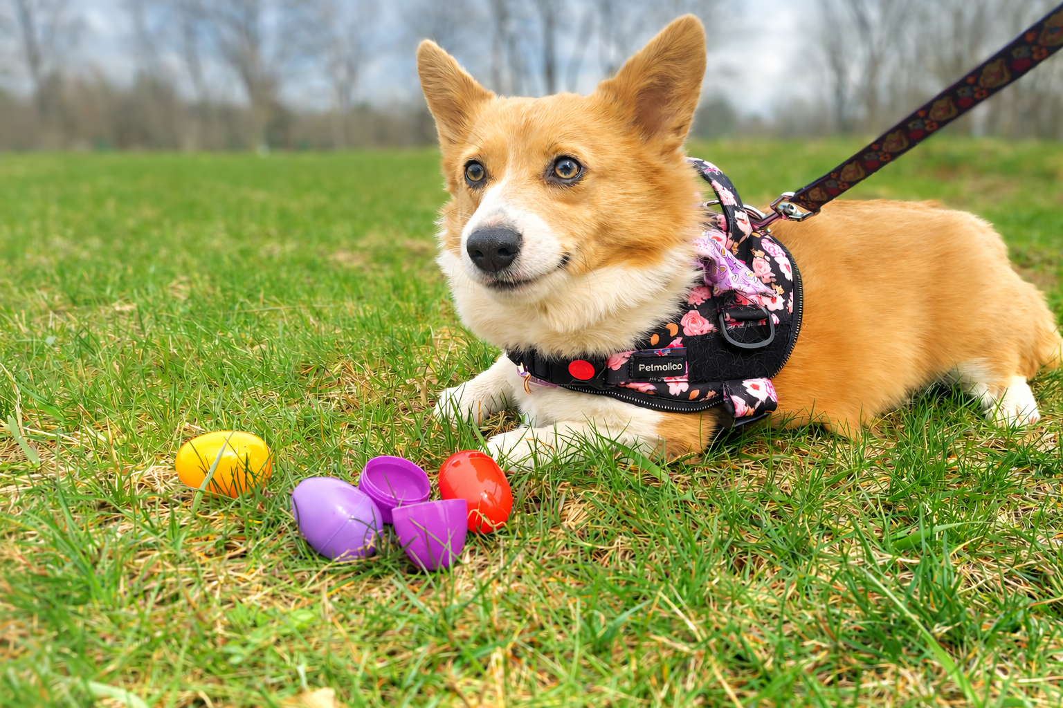 A tan and white corgi lays in the grass next to plastic Easter Eggs.