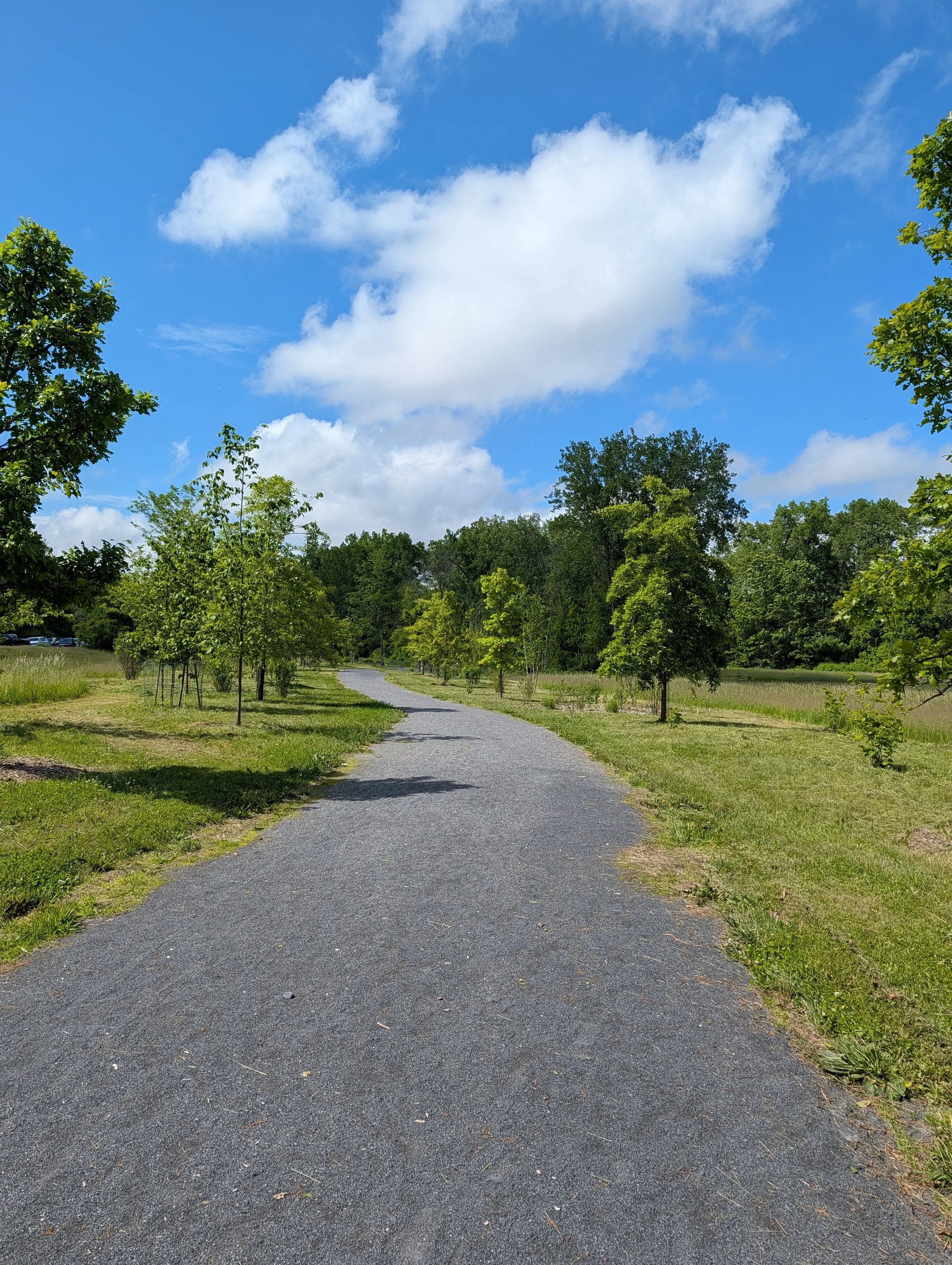A line of young Oak Trees on either side of a stone dust trail.