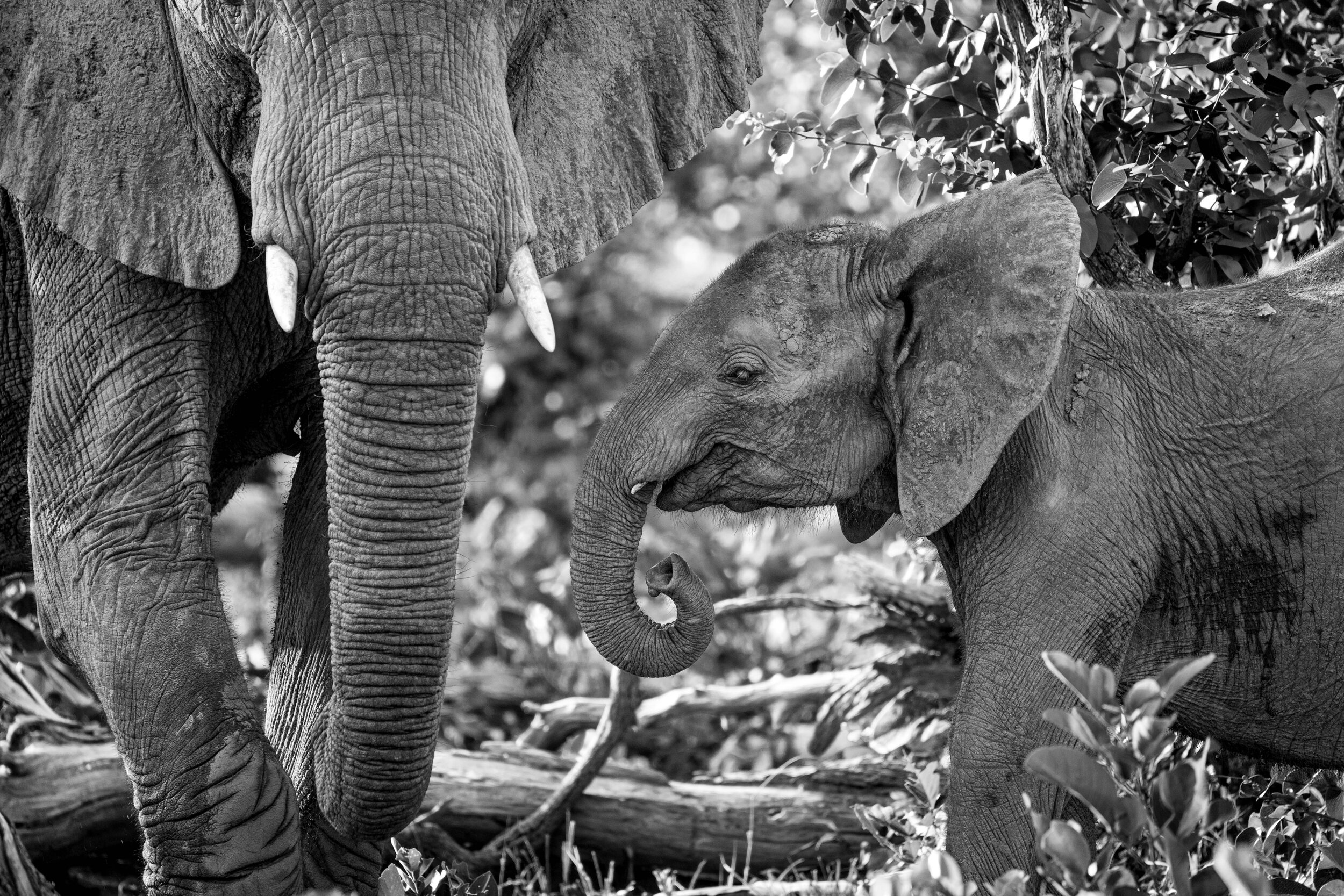 Okavango_Selected_BW-02.jpg