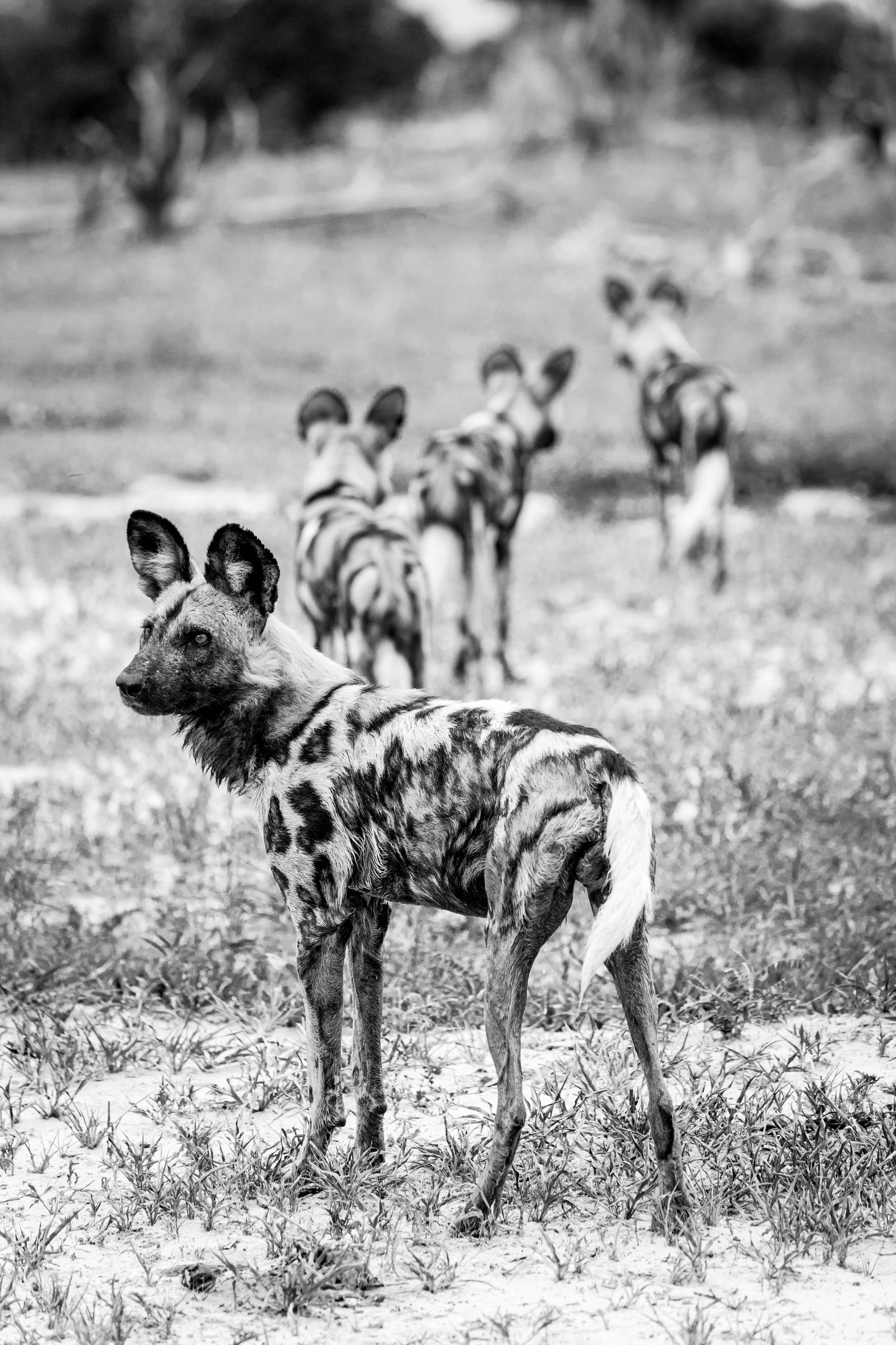 Okavango_Selected_BW-19.jpg