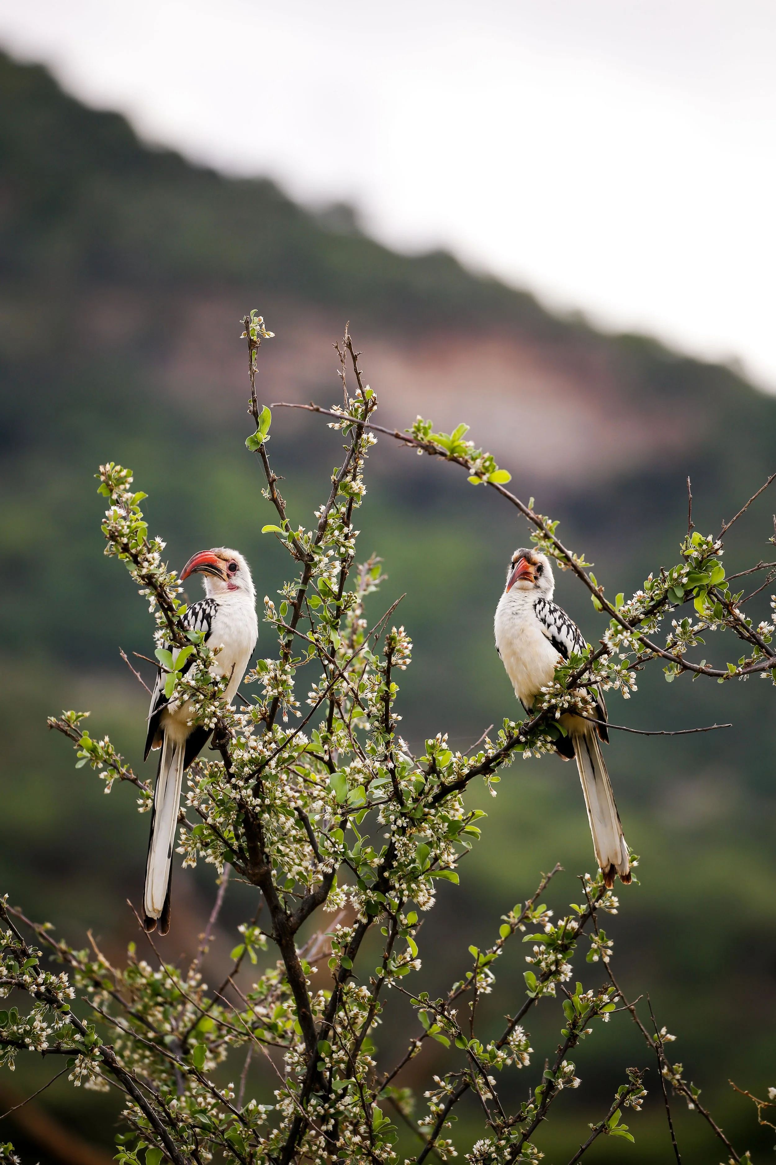 Kenya Selected-001.jpg