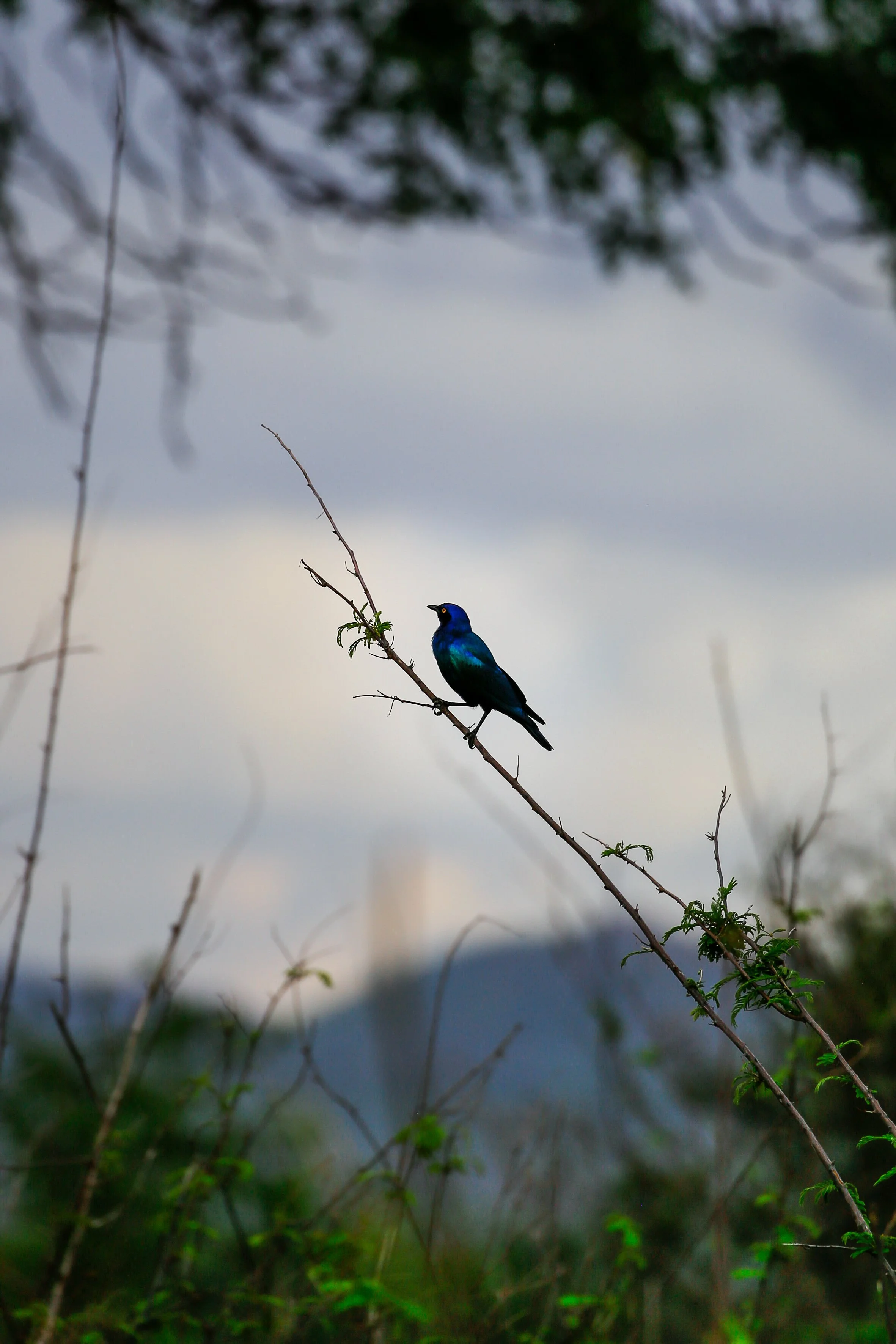 Kenya Selected-003.jpg