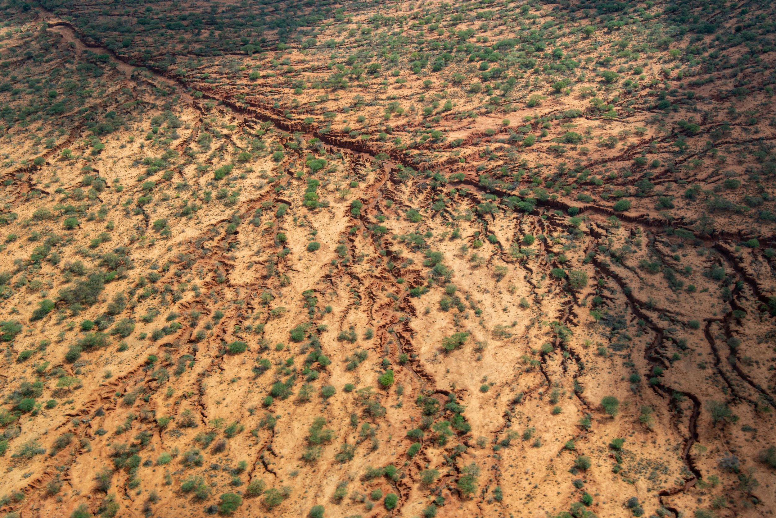 Borana 2025-054.jpg