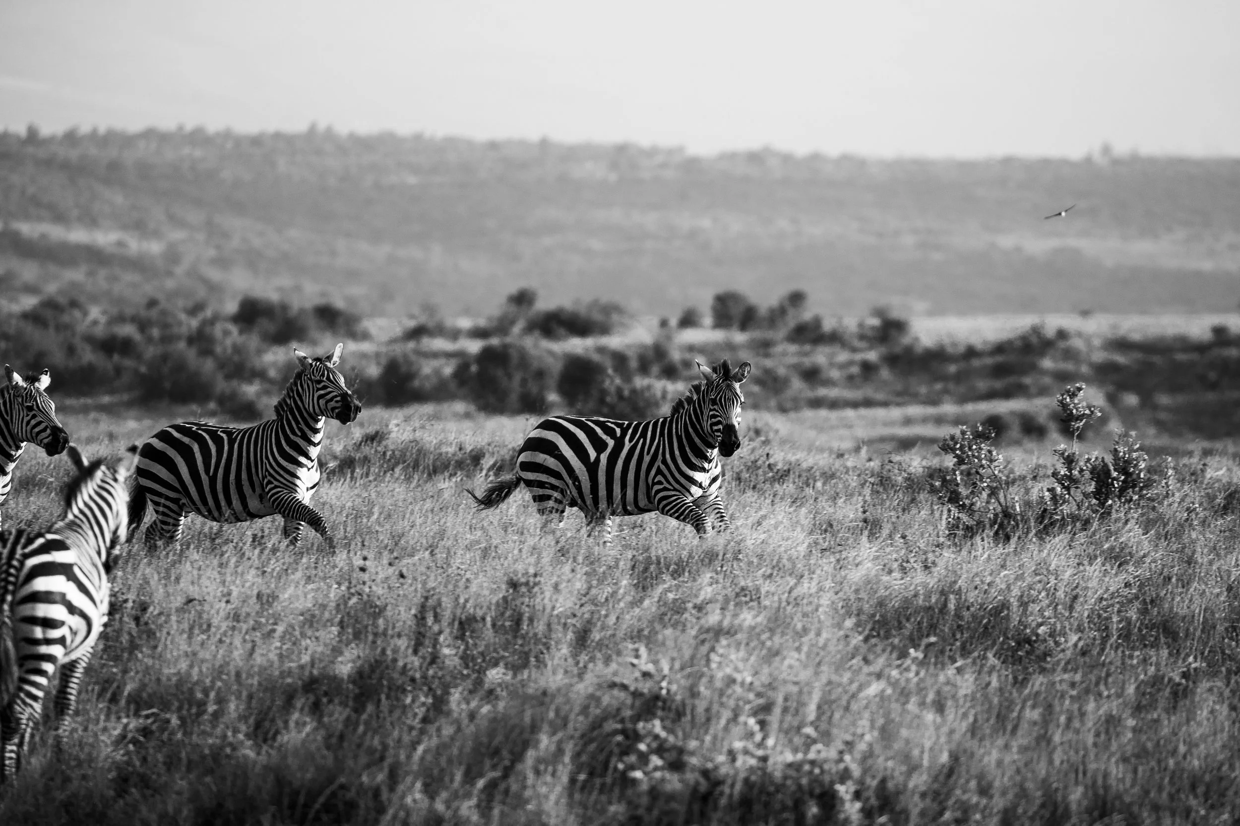 Borana 2025-076.jpg
