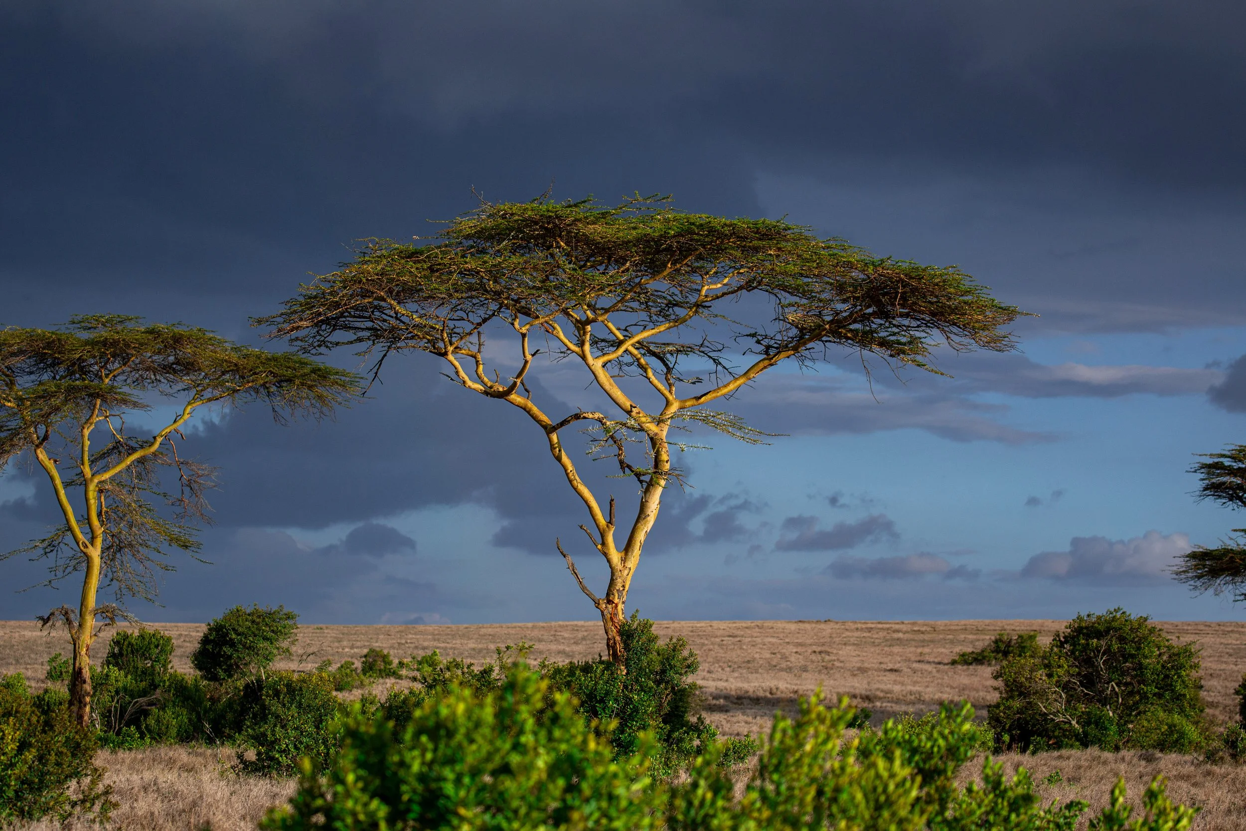 Borana 2025-079.jpg