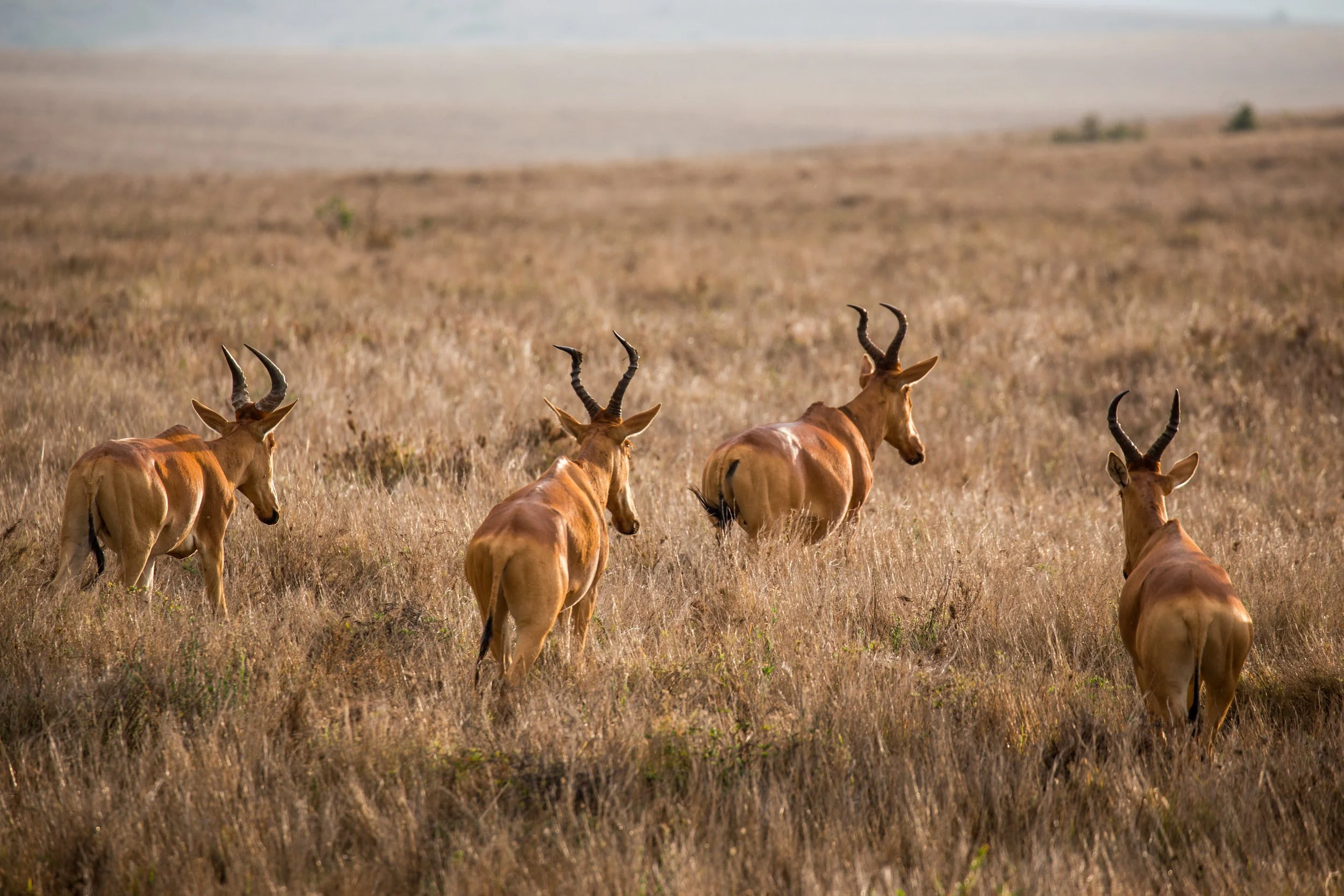 Borana 2025-086.jpg