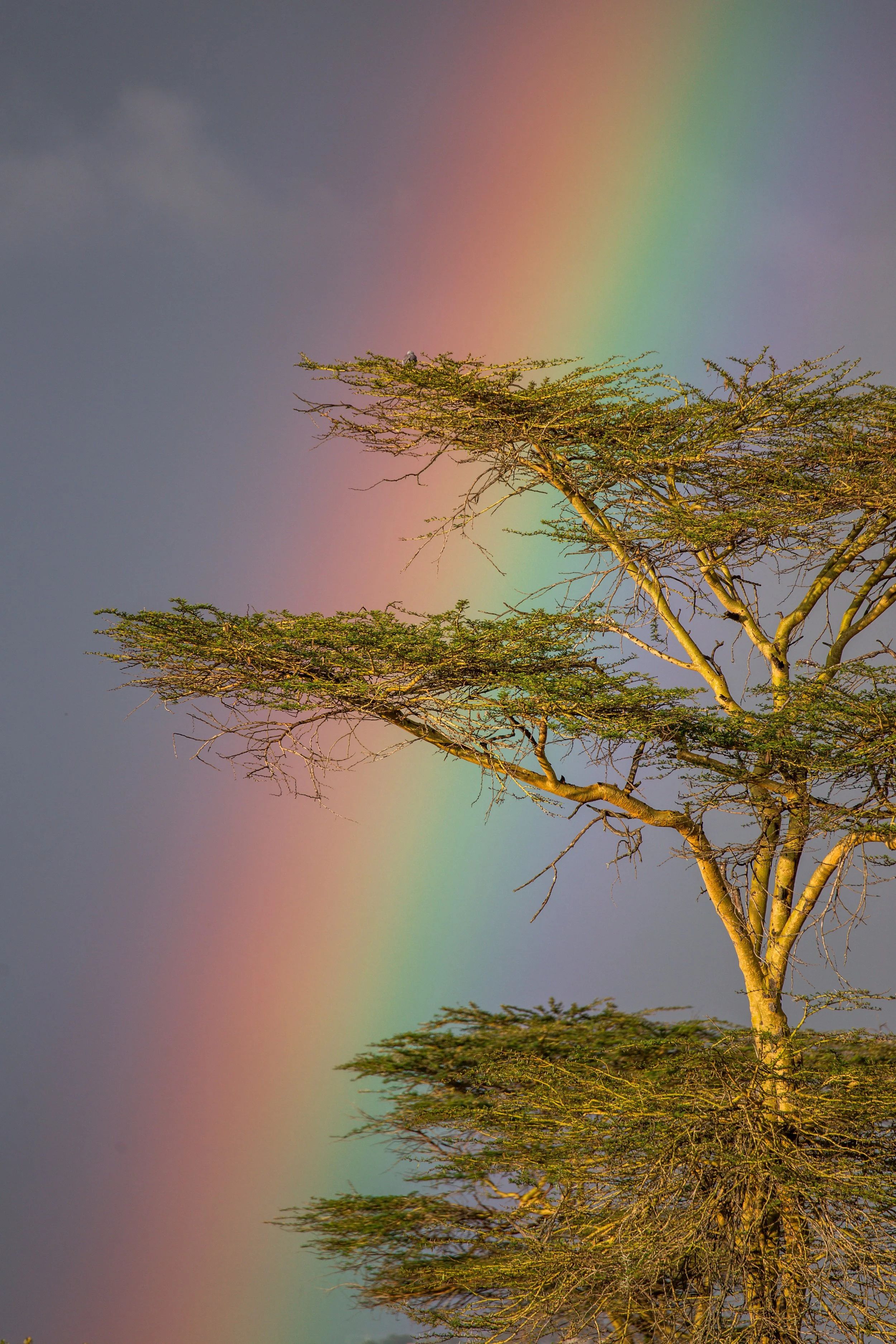 Borana 2025-090.jpg