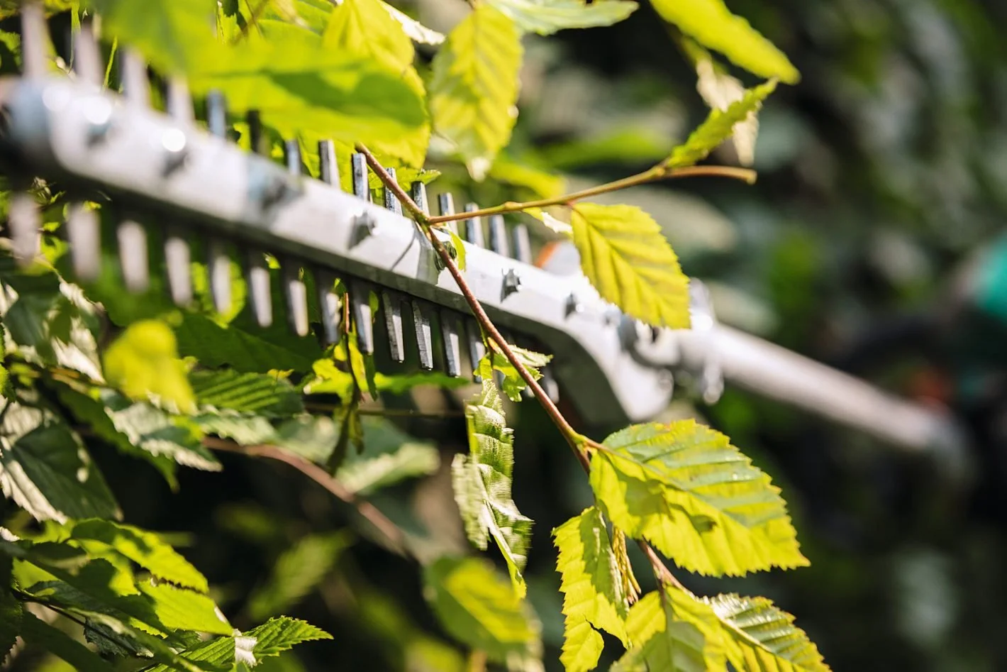 American Pride Rentals Stihl KM131R 5.jpg