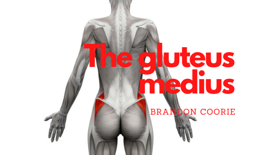 The under appreciated... Gluteus medius 