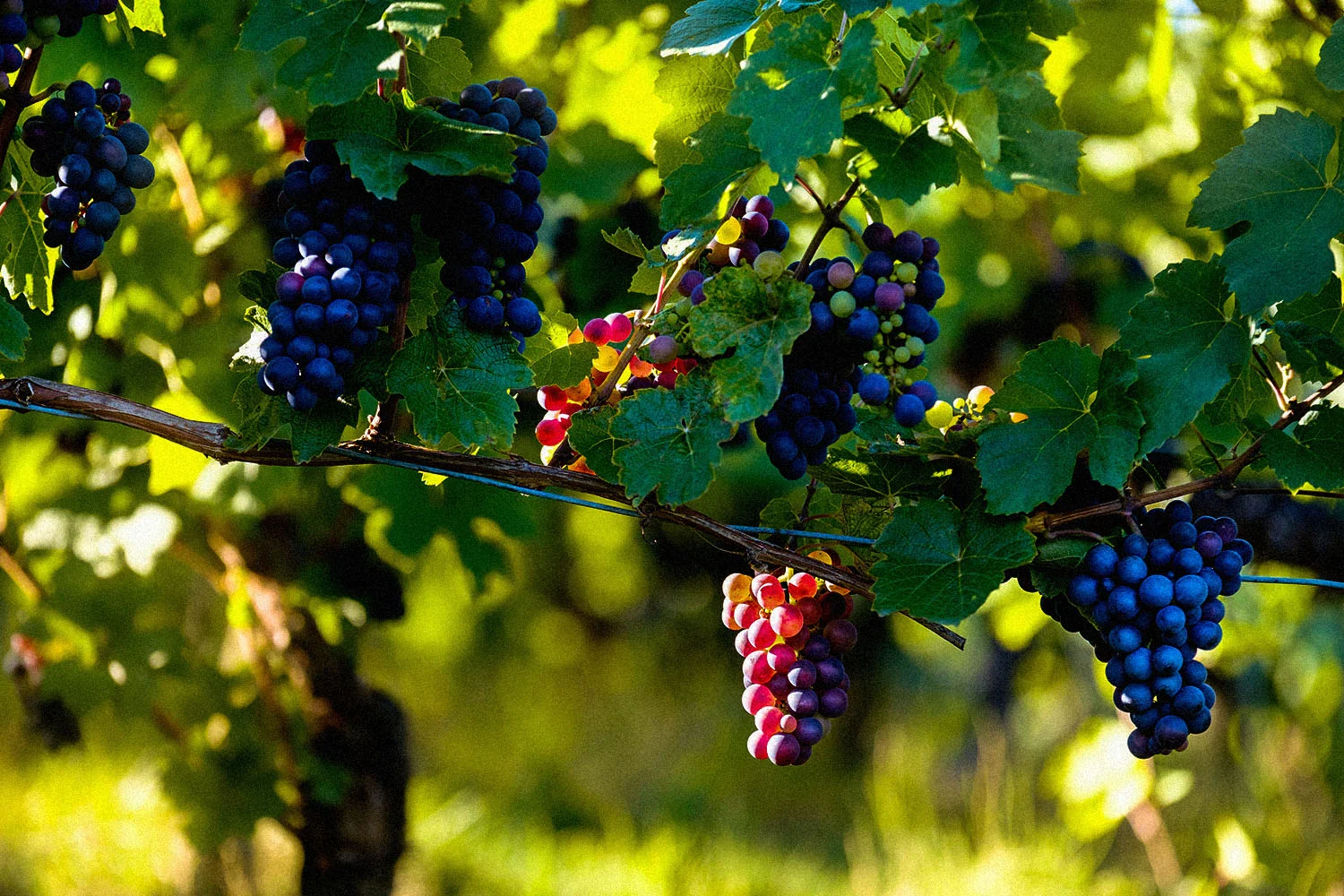 WineIndustry_Banner.jpg