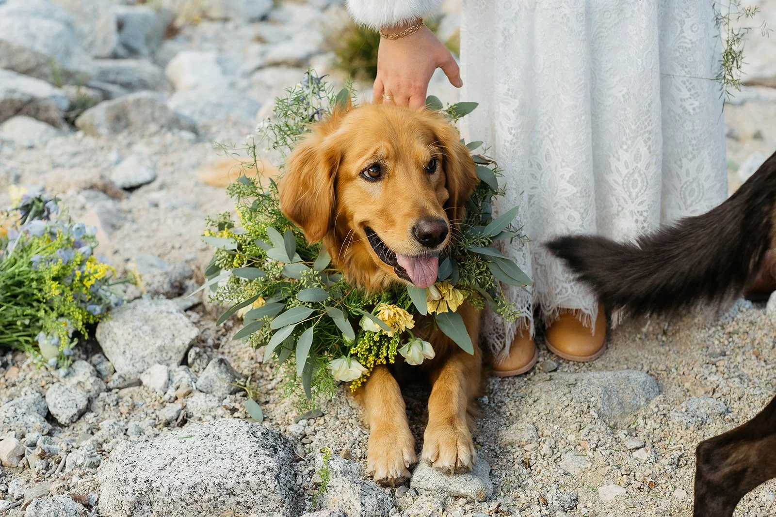 Floral Pet Collars