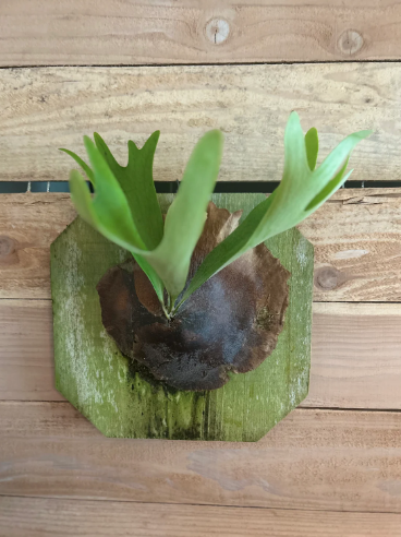 Staghorn Fern.png