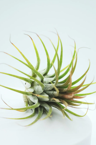 Airplant.png