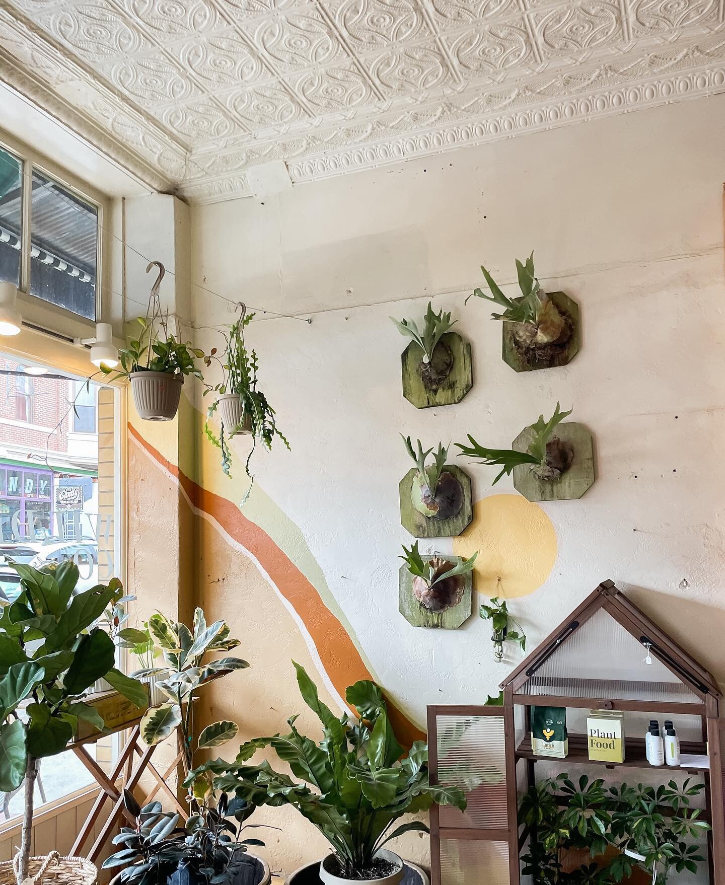 The shop is feeling like a jungle thanks to @cafe_planta &lsquo;s new plant drop. 🌿 cons check it out. Open Tues - Sat 9-3.