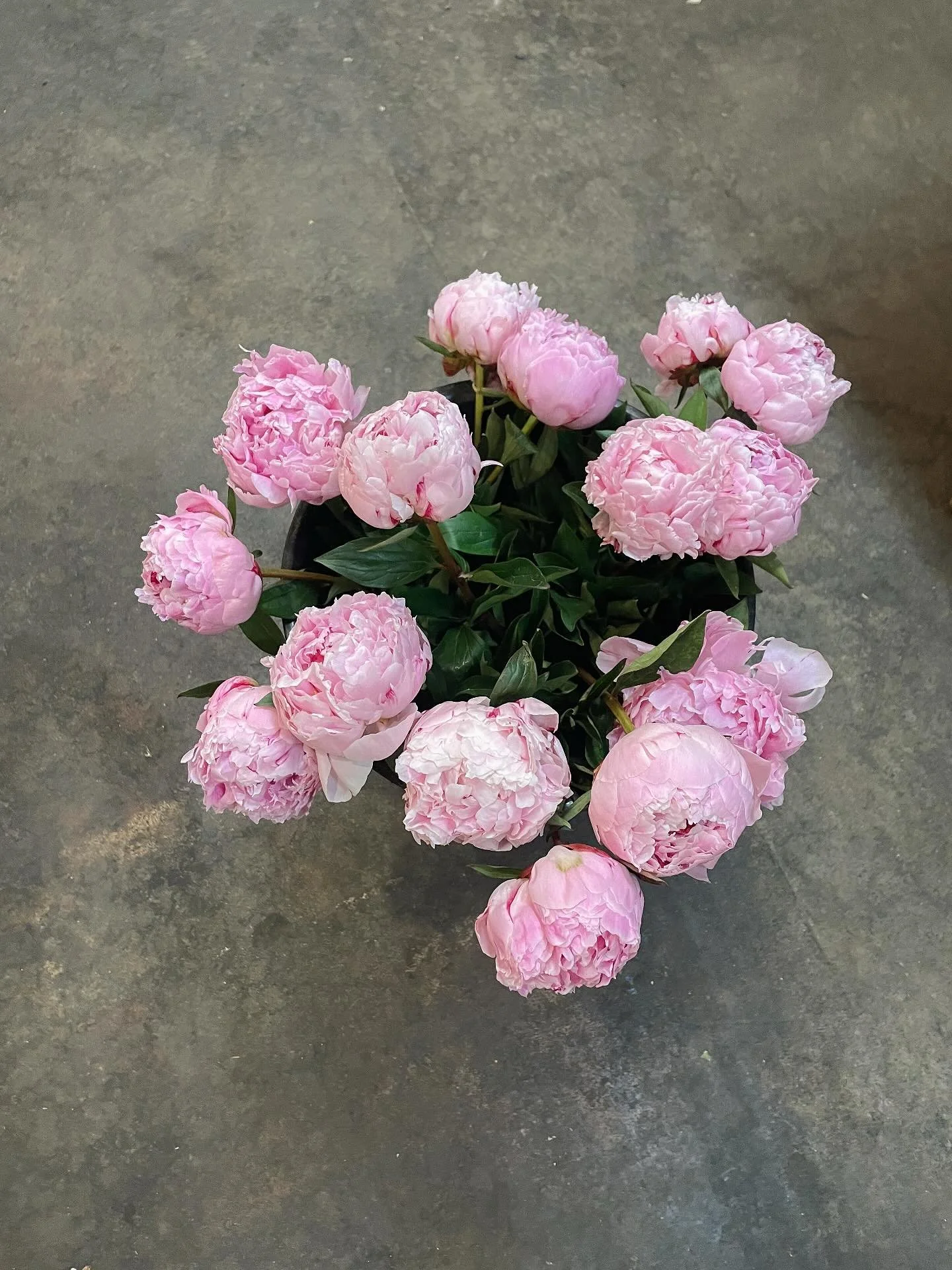 Happy Friday - that&rsquo;s all. ✨

#flowershop #peony