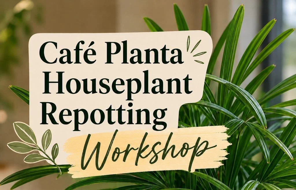 Repotting 101 with Cafe Planta